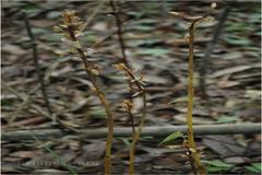 Aphyllorchis prainii